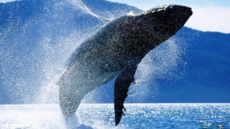 Whales: An Unforgettable Journey