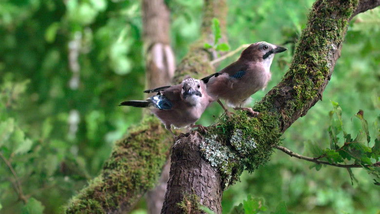 кадр из фильма Le Chêne