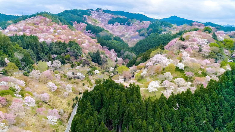 4K さくら 春を彩る華やかな桜のある風景