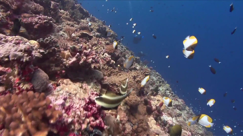 кадр из фильма The Health Of Our Oceans