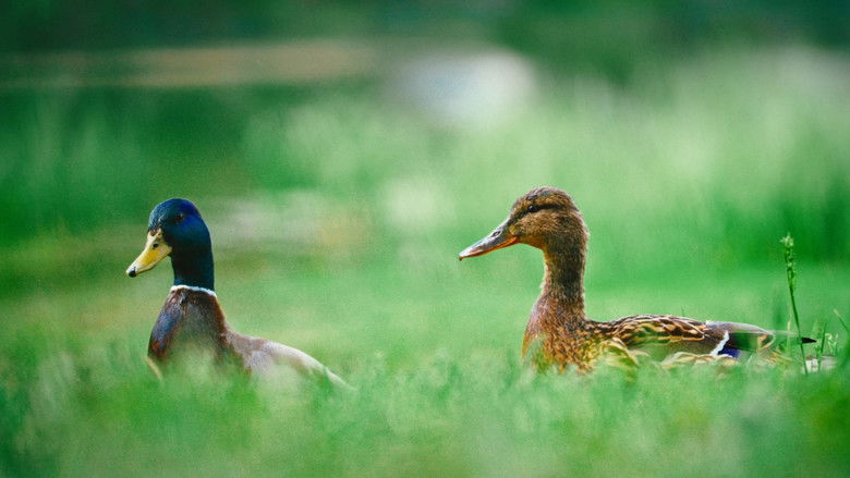 кадр из фильма Den Menneskelige Naturen