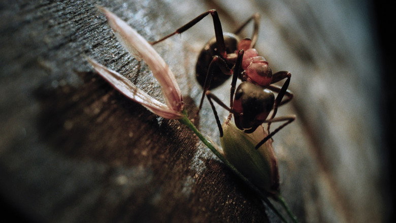 кадр из фильма Insekten - Helden im Verborgenen