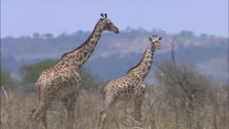 кадр из фильма The World Natural Heritage Africa