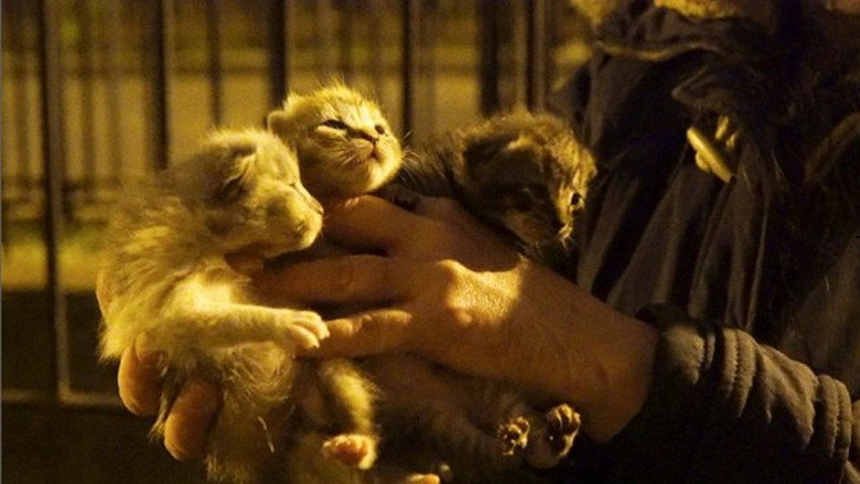 кадр из фильма The Cat Rescuers