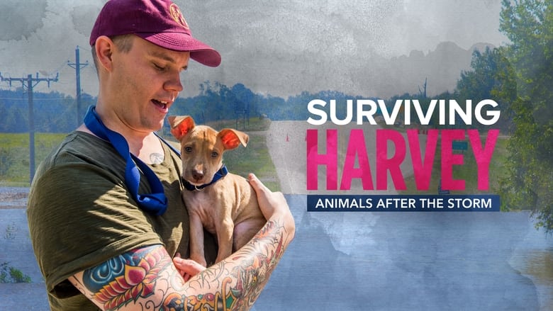 кадр из фильма Surviving Harvey: Animals After the Storm