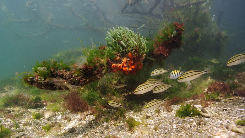 кадр из фильма Der wilde Pazifik - Die Schönheit des Lebens