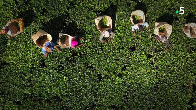 кадр из фильма Les Maîtres du thé