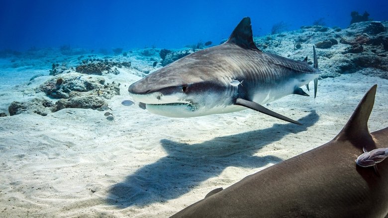 кадр из фильма Дельфиний риф