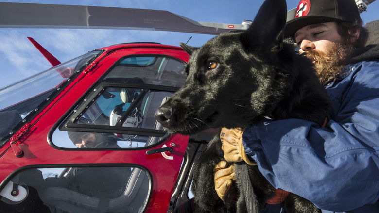 кадр из фильма Суперсобаки