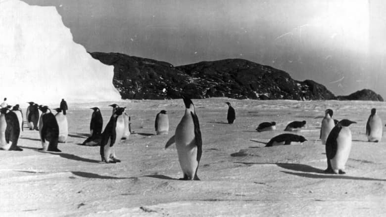 кадр из фильма Повесть о пингвинах