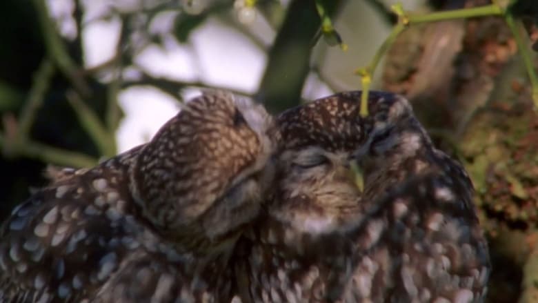 кадр из фильма The Owls and the Orchard