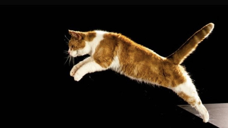 кадр из фильма The Story of Cats