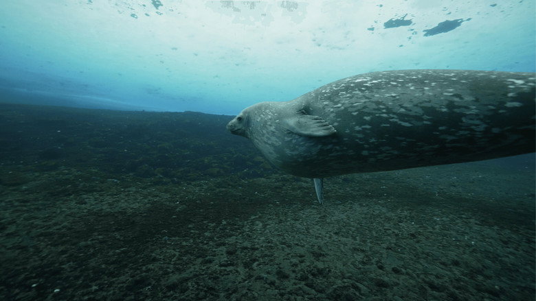 кадр из фильма Antarctica in a Warming World