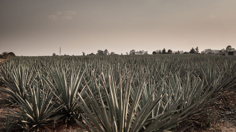 кадр из фильма Agave: The Spirit of a Nation