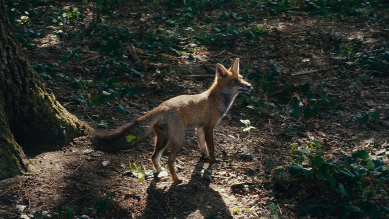 кадр из фильма Танец лис