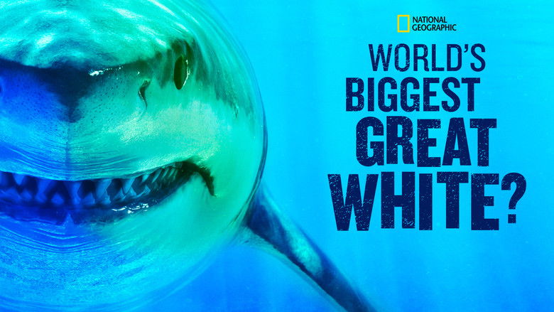 кадр из фильма World's Biggest Great White?