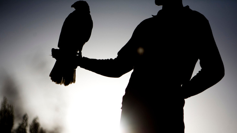 кадр из фильма Fálkasaga