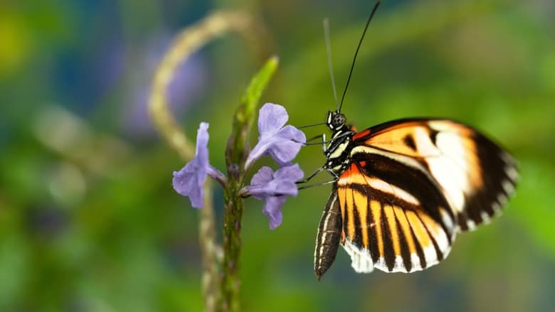 кадр из фильма Sex, Lies and Butterflies