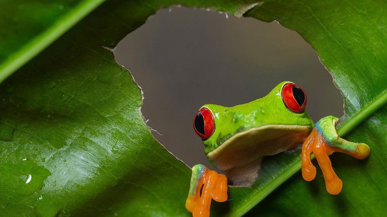 кадр из фильма Дикая Коста-Рика