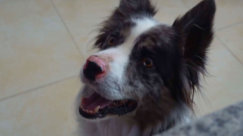 кадр из фильма Día de perros