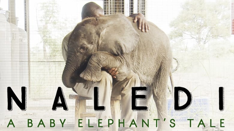 кадр из фильма Naledi: A Baby Elephant's Tale