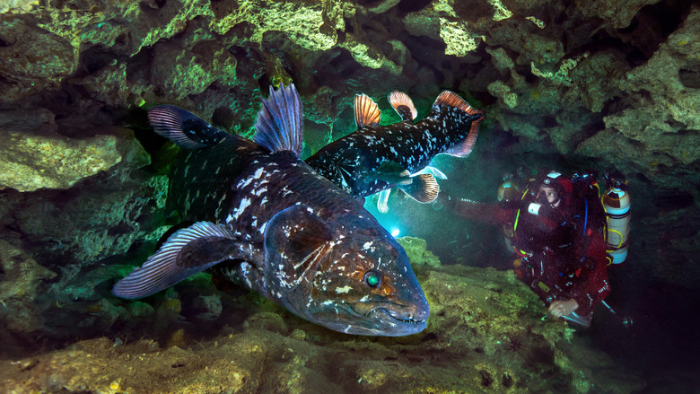 кадр из фильма Дайвинг с целакантом