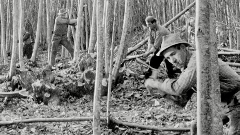 кадр из фильма Il taglio del bosco