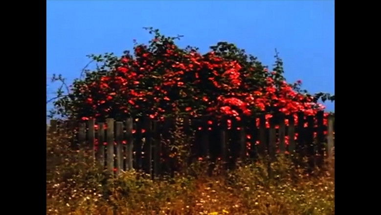 кадр из фильма Sem TÍtulo #9: Nem Todas as Flores da Falta