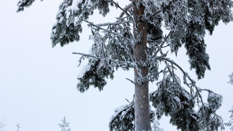 кадр из фильма Tuorås Dalska