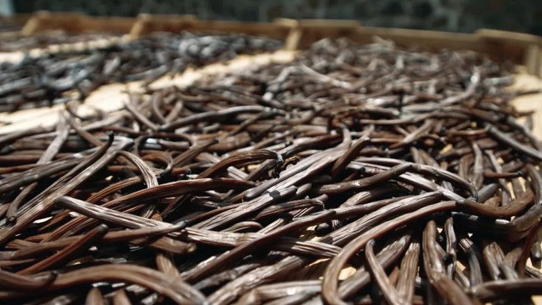 кадр из фильма On va déguster : La vanille, l'or noir des saveurs