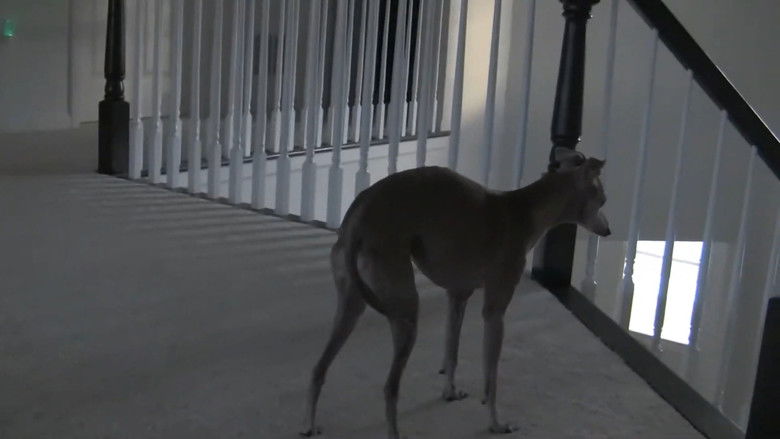 кадр из фильма Buddy, Our Dog