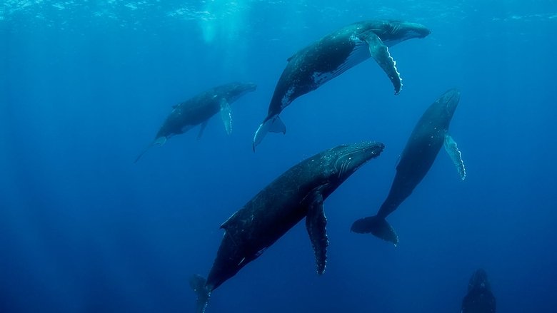 кадр из фильма Humpback Whales