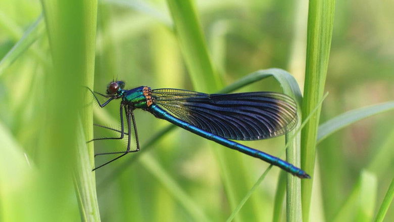 кадр из фильма L'Appel Des Libellules