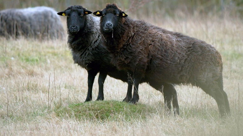 кадр из фильма Rügen - Weiße Felsen, grüne Wälder