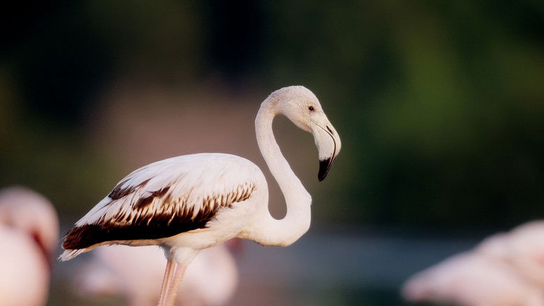 кадр из фильма هورايزن