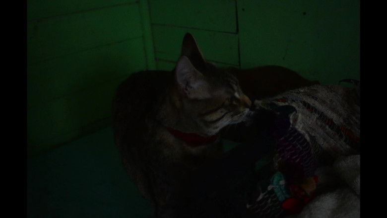 кадр из фильма experimento de tiempo y Trufas