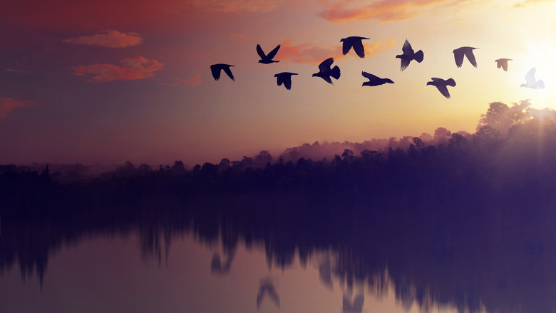 кадр из фильма Планета птиц