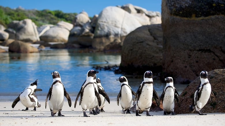 кадр из фильма Penguins: Meet the Family