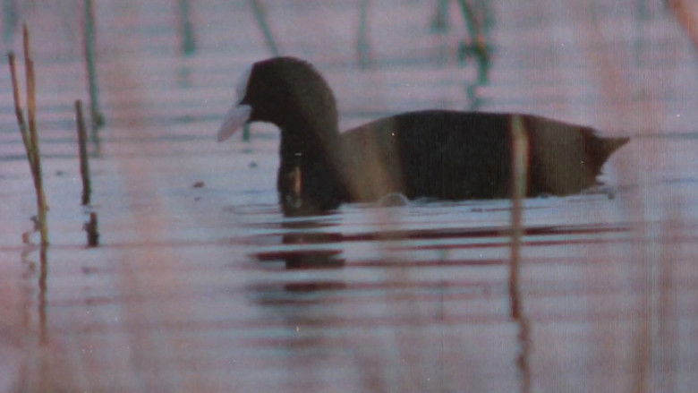 кадр из фильма Pohjoisten metsien äänet