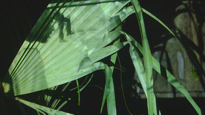 кадр из фильма Spell Reel