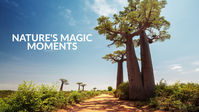 кадр из фильма Nature's Magic Moments