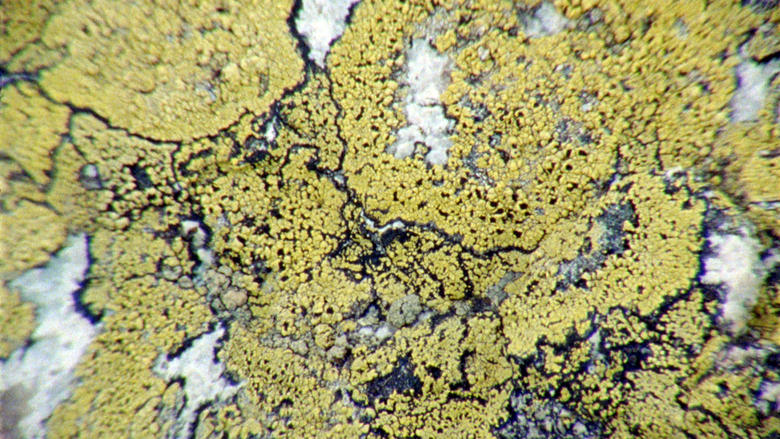 кадр из фильма Lichens Are The Way