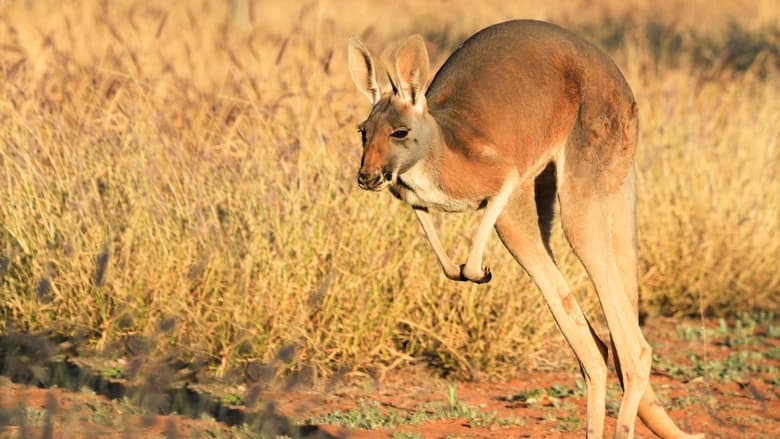 кадр из фильма The Kangaroo King