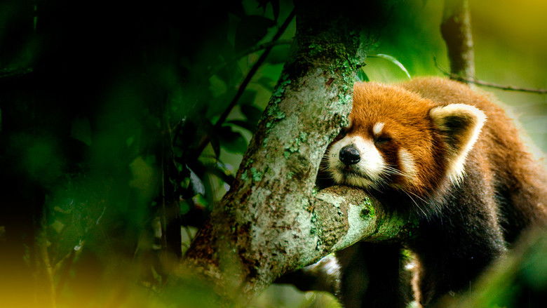 кадр из фильма The Hidden Kingdoms of China