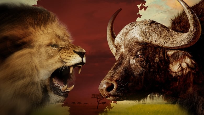 кадр из фильма Blood Rivals: Lion vs Buffalo