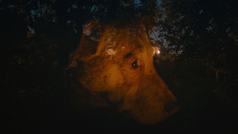 кадр из фильма Dreaming Dogs