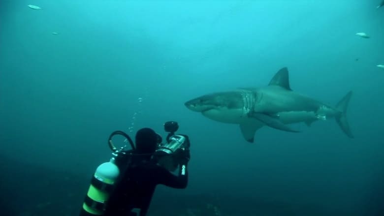 кадр из фильма Great White Shark: A Living Legend