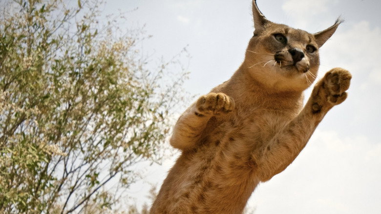 кадр из фильма The Story of Cats