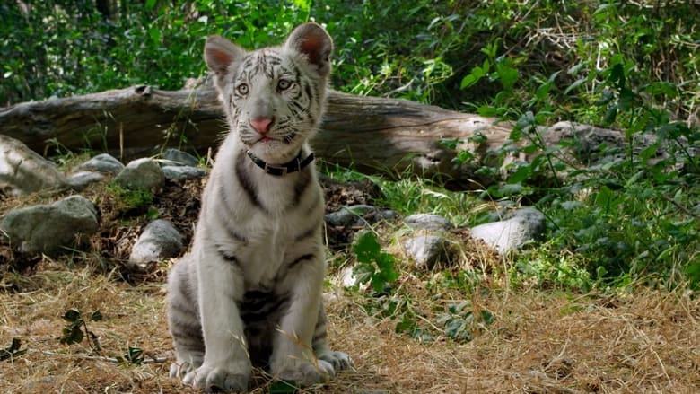 кадр из фильма Toby's Big Adventure