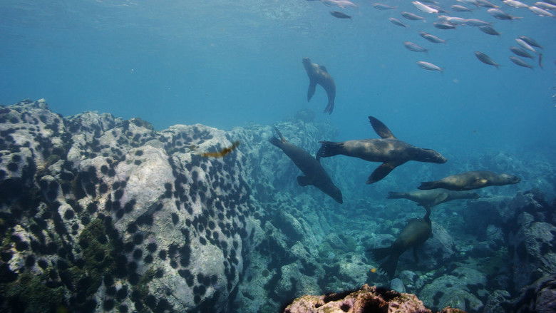 кадр из фильма Der wilde Pazifik - Die Schönheit des Lebens